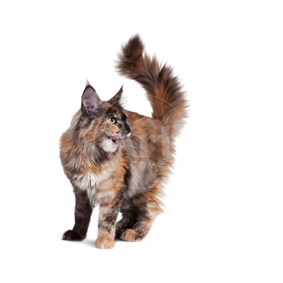 Maine Coon Cat, Animals Unframed Photographic Print Wall Art by Fabio Petroni Sold by ArtCom