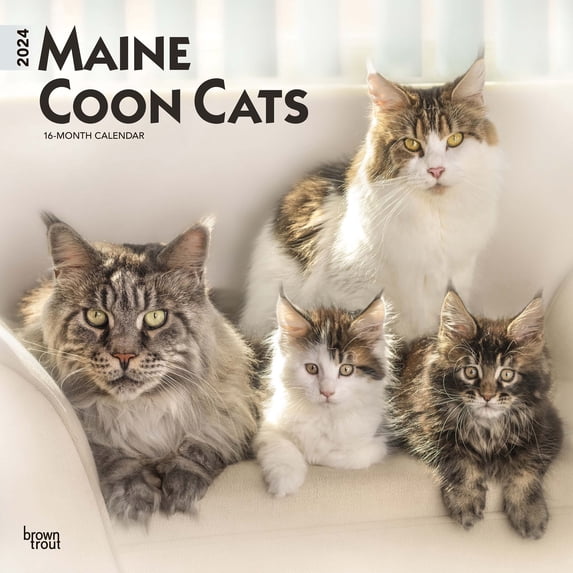 Maine Coon Cats | 2024 12x24" (Hanging) Square Wall Calendar | BrownTrout