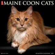 Maine Coon Cats 2027 12 X 12 Wall Calendar, Paperback