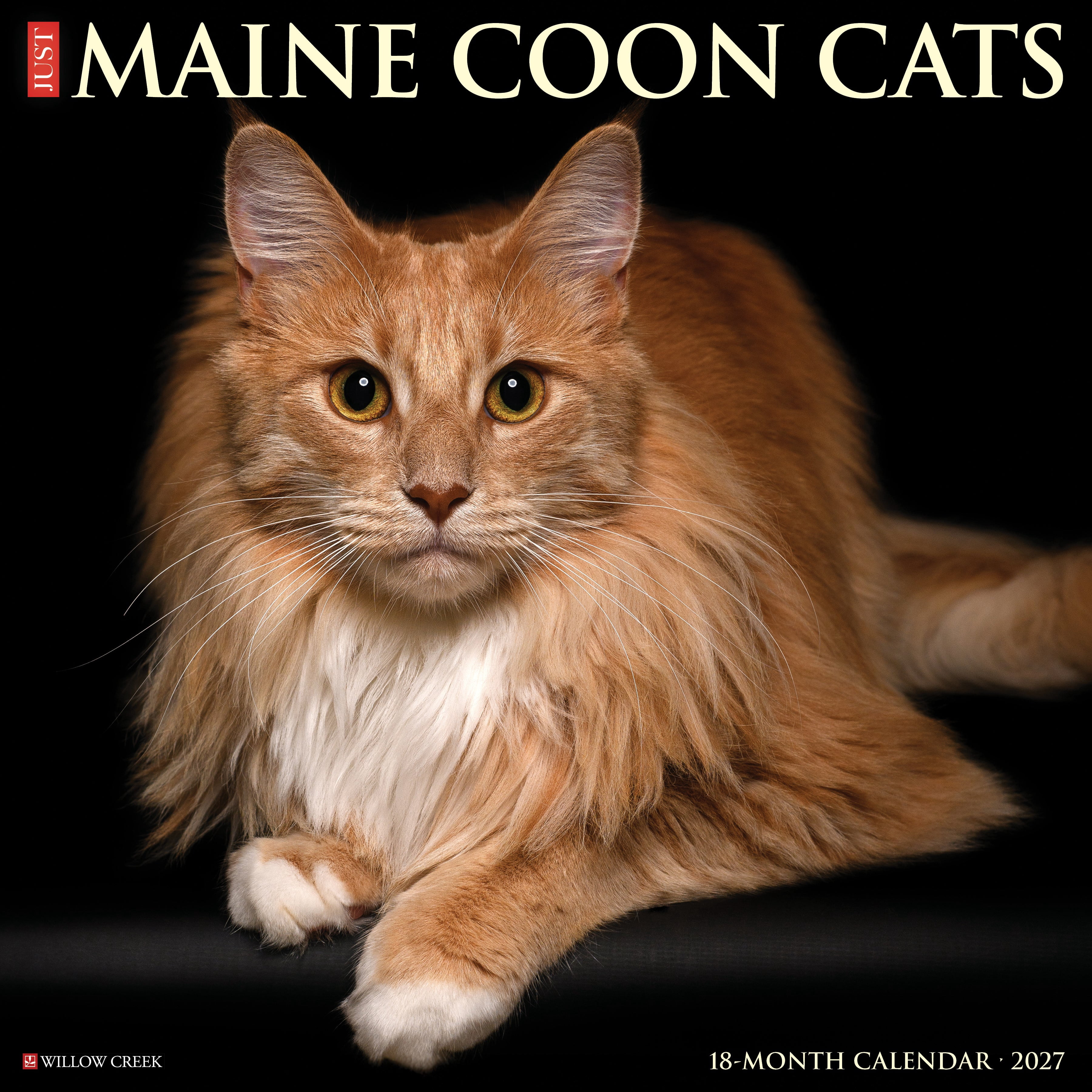 Willow Creek Press, Maine Coon Cats 2027 Wall Calendar