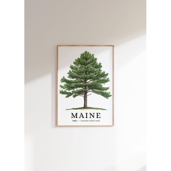Maine State Tree : Eastern White Pine Botanical Art Unframed Paper Print