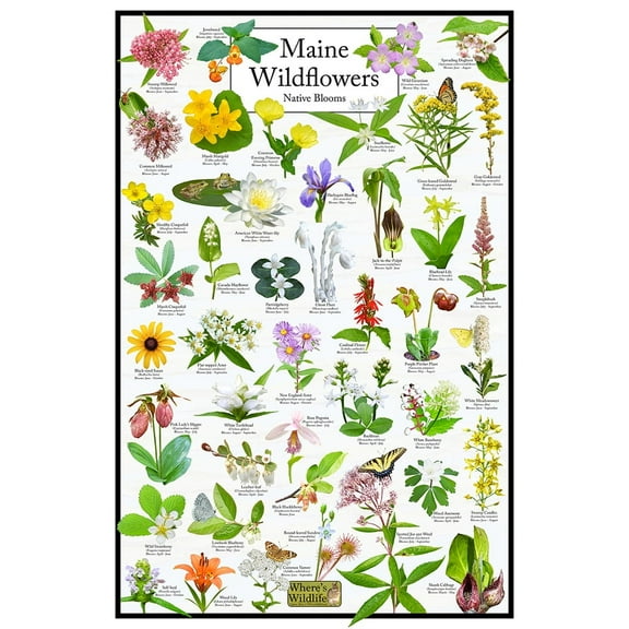 Maine Wildflowers – Natives Blooms Poster – Maine Flower Identification Chart