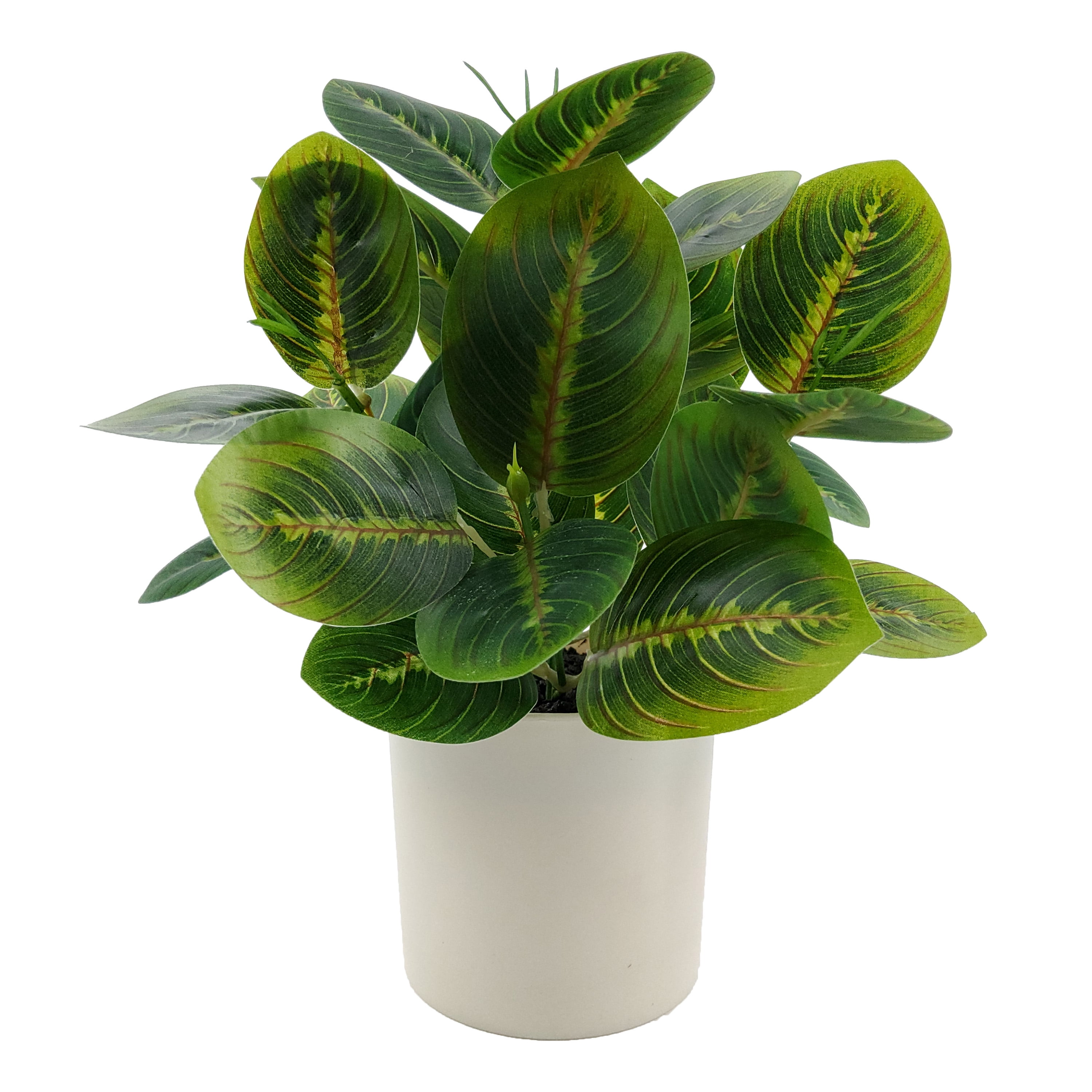 Mainstays Indoor Prayer Plant