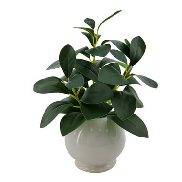 Mainstays 11” Indoor Artificial Peperomia Plant in White Color Ceramic Pot