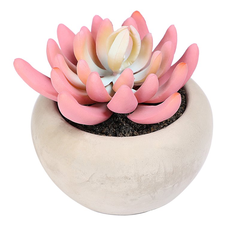 Mini Pink Succulent Ceramic Pots (Set Of 6) - eSucculent