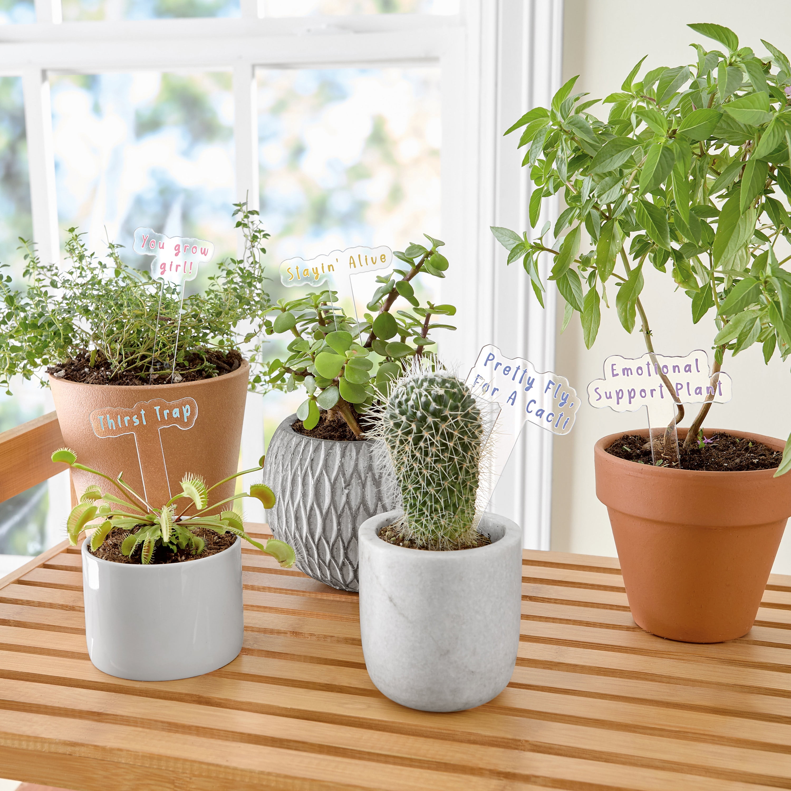 Mainstays Motivational Plant Stakes 5 Pack Acrylic Indoor Outdoor