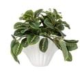 thumbnail image 1 of Mainstays Artificial Maranta in White Ceramic Shell Vase, 9", 1 of 6