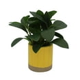 thumbnail image 1 of Mainstays by Becky G. & Alejandra 8" Artificial Peperomia in Yellow Two-Tone Ribbed Ceramic Pot, 1 of 9