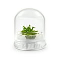 thumbnail image 1 of Maintenance-free Sundew ecosphere (Drosera spatulata) | 2.0" x 2.5", 1 of 3