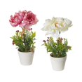 thumbnail image 1 of Maison Concepts Artificial Peony In Plastic Pot Asstd - Set of 2 (4L X 4W X 10.65H), 1 of 3
