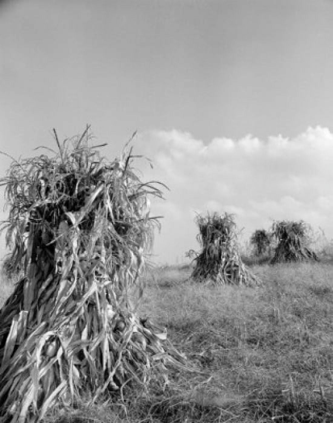 Maize growing in field Canvas Art - (18 x 24)