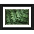 thumbnail image 1 of Majchrowicz, Alan 14x11 Black Ornate Wood Framed with Double Matting Museum Art Print Titled - Lady Ferns IV Color, 1 of 4