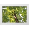 thumbnail image 1 of Majchrowicz, Alan 14x11 White Modern Wood Framed Museum Art Print Titled - Hardwood Forest Canopy V, 1 of 4