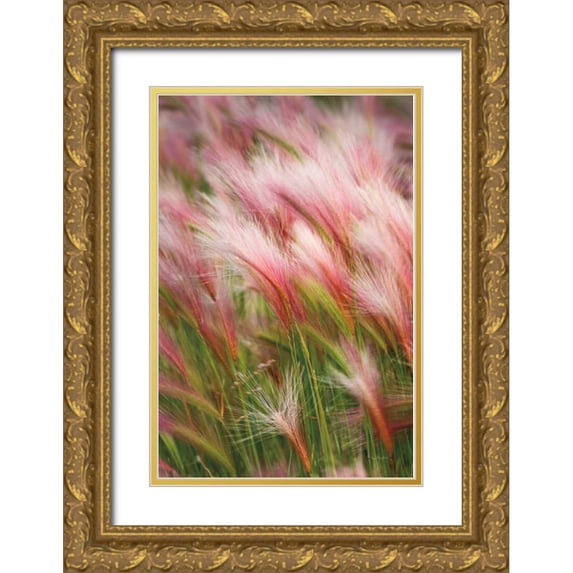 Majchrowicz, Alan 17x24 Gold Ornate Wood Framed with Double Matting Museum Art Print Titled - Foxtail Barley V
