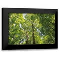 thumbnail image 1 of Majchrowicz, Alan 18x13 Black Modern Framed Museum Art Print Titled - Hardwood Forest Canopy III, 1 of 5
