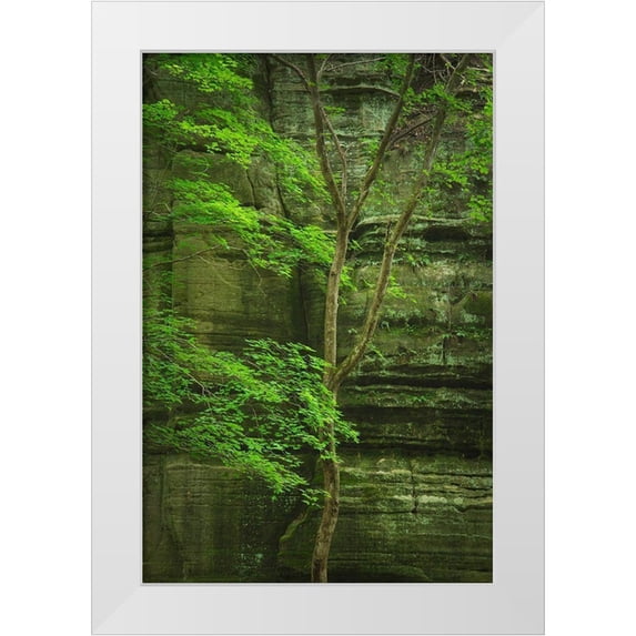 Majchrowicz, Alan 23x32 White Modern Wood Framed Museum Art Print Titled - Kaskaskia Canyon-Starved Rock State Park-LaSalle County-Illinois