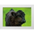 thumbnail image 1 of Majchrowicz, Alan 24x17 White Modern Wood Framed Museum Art Print Titled - Scottish Highland Cattle XI, 1 of 4