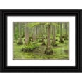 thumbnail image 1 of Majchrowicz, Alan 32x23 Black Ornate Wood Framed with Double Matting Museum Art Print Titled - Cypress trees in Heron Pond-Cache River State Natural Area-Illinois, 1 of 4