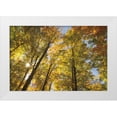 thumbnail image 1 of Majchrowicz, Alan 32x23 White Modern Wood Framed Museum Art Print Titled - Autumn Foliage Sunburst IV, 1 of 4