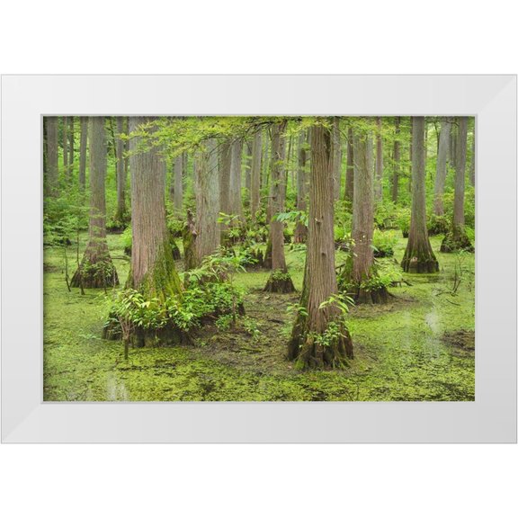 Majchrowicz, Alan 32x23 White Modern Wood Framed Museum Art Print Titled - Cypress trees in Heron Pond-Cache River State Natural Area-Illinois