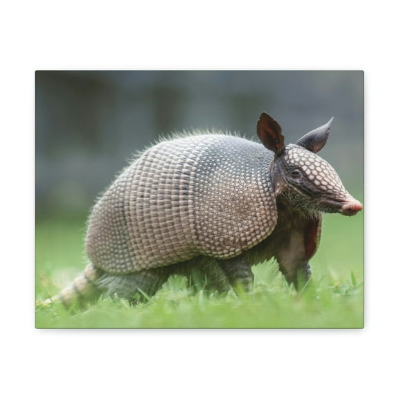 Majestic Armadillo Art Majestic Armadillo Print Animal Wall Art Wildlife Canvas Prints Wall Art Ready to Hang Unframed