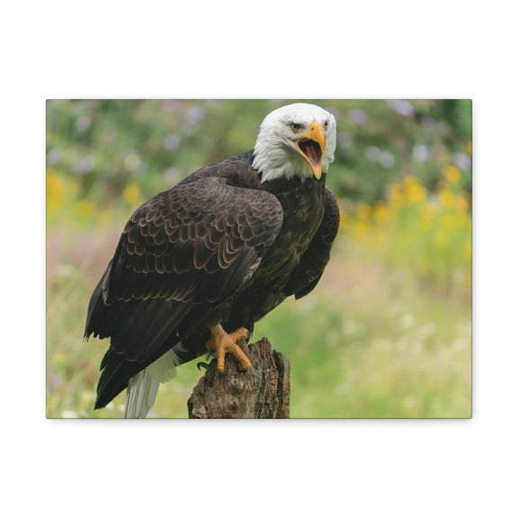 Majestic Bald Eagle Art Majestic Bald Eagle Print Animal Wall Art Wildlife Canvas Prints Wall Art Ready to Hang Unframed