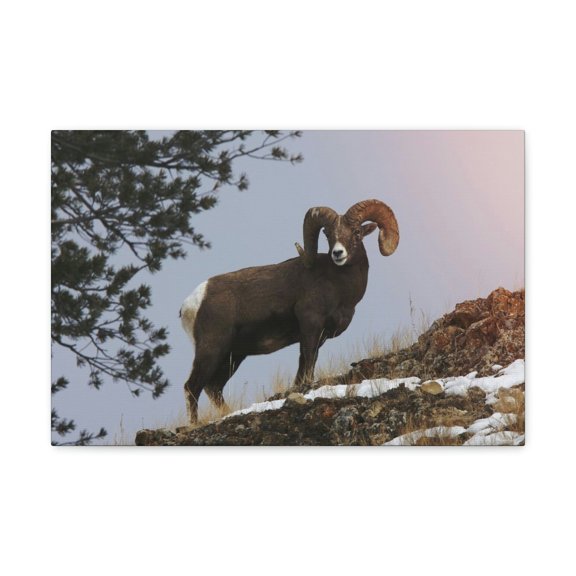 Majestic Big-horned sheep Art Majestic Big-horned sheep Print Animal Wall Art Wildlife Canvas Prints Wall Art Ready to Hang Unframed