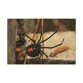 thumbnail image 1 of Majestic Black Widow Art Majestic Black Widow Hound Print Animal Wall Art Wildlife Canvas Prints Wall Art Ready to Hang Unframed, 1 of 18