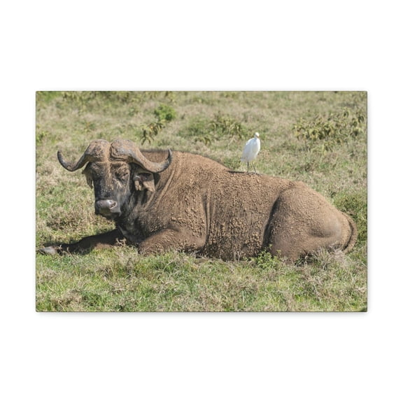 Majestic Buffalo Art Majestic Buffalo Print Animal Wall Art Wildlife Canvas Prints Wall Art Ready to Hang Unframed