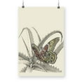 thumbnail image 1 of Majestic Butterfly. Iii Poster - Lily Liama Designs,, 1 of 3