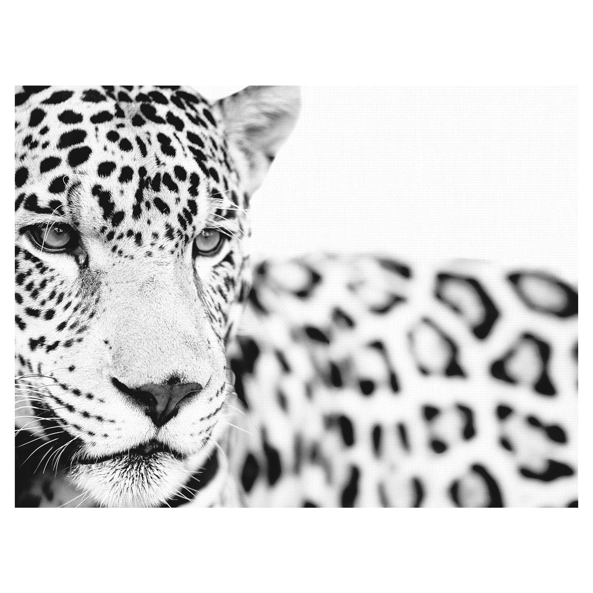 Majestic Calm by Staffan Widstrand Leopard Photo Canvas Art