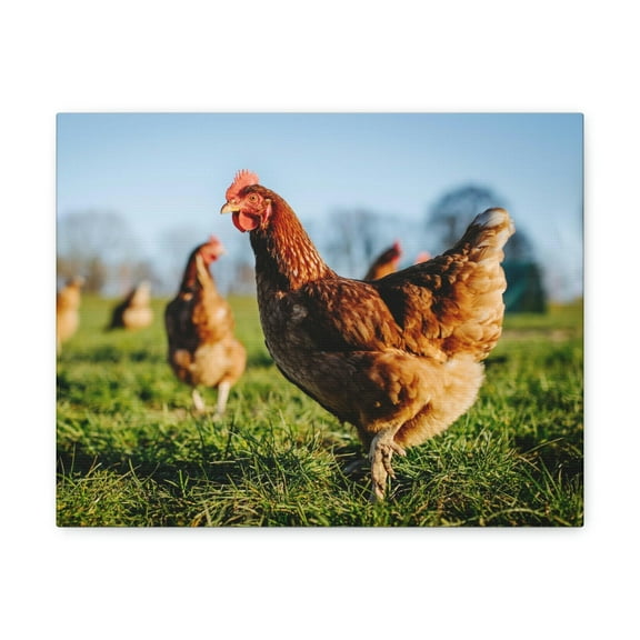 Majestic Chicken Art Majestic Chicken Print Animal Wall Art Wildlife Canvas Prints Wall Art Ready to Hang Unframed