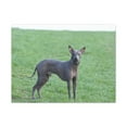 thumbnail image 1 of Majestic Chupacabra Art Majestic Chupacabra Print Animal Wall Art Wildlife Canvas Prints Wall Art Ready to Hang Unframed, 1 of 18