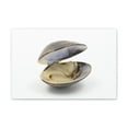 thumbnail image 1 of Majestic Clam Art Majestic Clam Print Animal Wall Art Wildlife Canvas Prints Wall Art Ready to Hang Unframed, 1 of 18