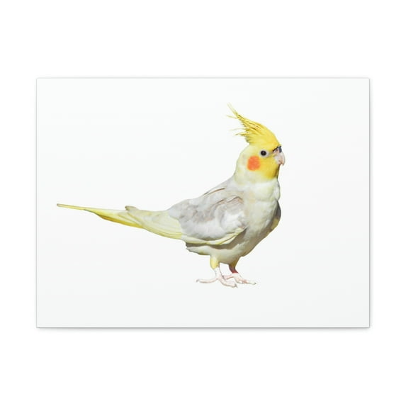 Majestic Cockatiel Art Majestic Cockatiel Print Animal Wall Art Wildlife Canvas Prints Wall Art Ready to Hang Unframed