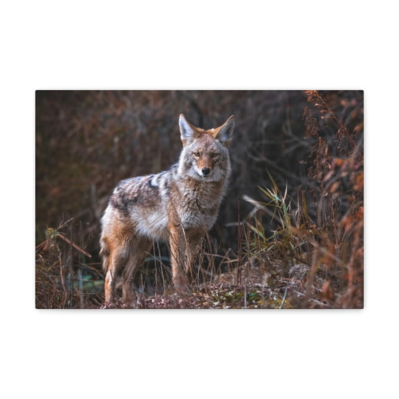 Majestic Coyote Art Majestic Coyote Print Animal Wall Art Wildlife Canvas Prints Wall Art Ready to Hang Unframed