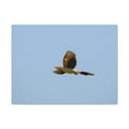thumbnail image 1 of Majestic Cuckoo Bird Flying Free Print Animal Wall Art Wildlife Canvas Prints Wall Art Ready to Hang Unframed, 1 of 18