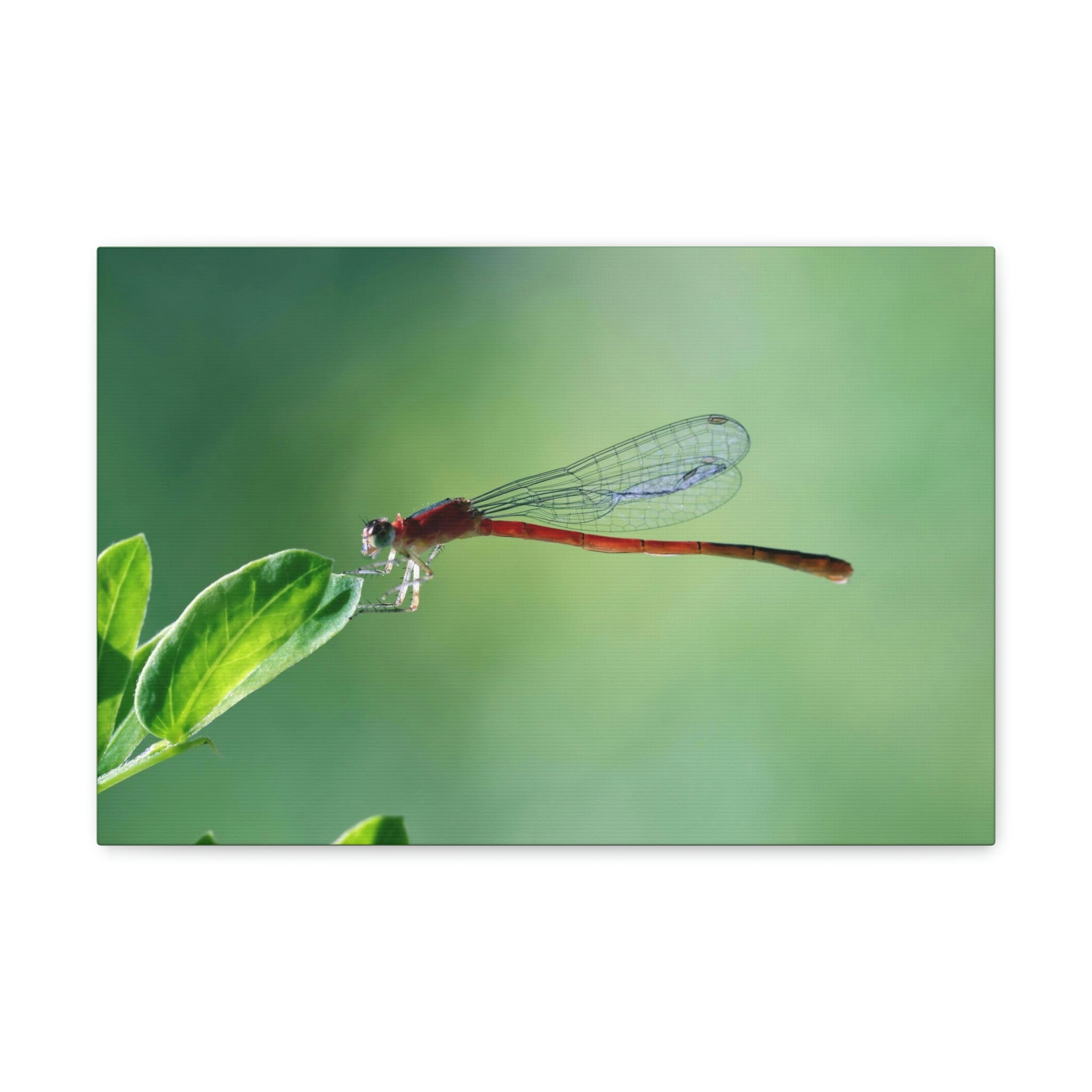 Majestic Damselfly Perched on a Green Leaf Art Print Animal Wall Art ...