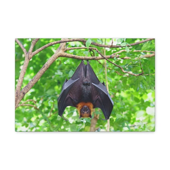 Majestic Fruit Bat Hanging on a Tree in the Forest Unframed