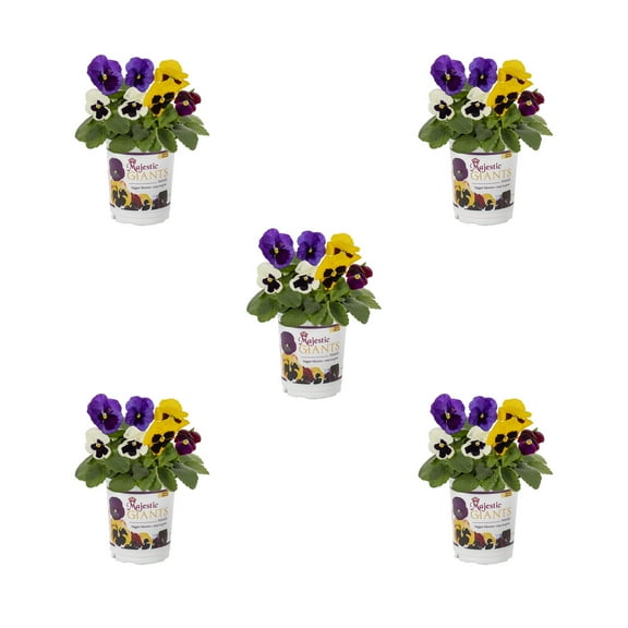 Majestic Giant 8" Multicolor Pansy Live Plants in 1QT Growers Pot (5-pack) Full Sun