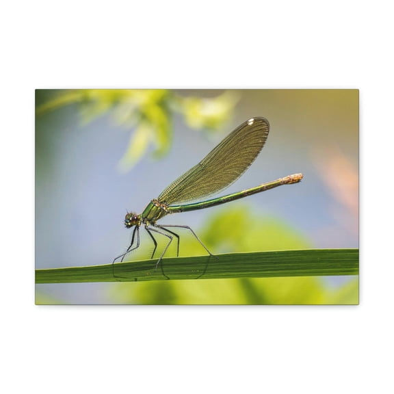 Majestic Golden Damsel Close Up View Print Animal Wall Art Wildlife Canvas Prints Wall Art Ready to Hang Unframed