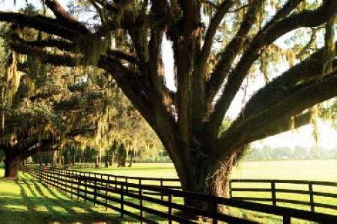 Majestic Oaks I Canvas Art - Alan Hausenflock (20 x 28)