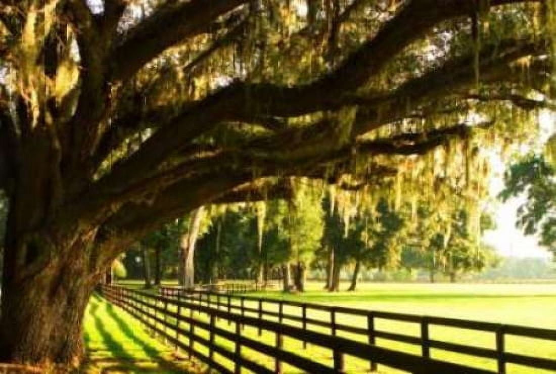 Majestic Oaks II Canvas Art - Alan Hausenflock (20 x 28)