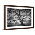 thumbnail image 1 of Art.com Majestic Old Oak, Black and White, Petaluma Northern California Photographic Print by Vincent James, Brown Frame Wall Art, 44" x 32", 1 of 5