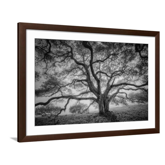 Art.com Majestic Old Oak, Black and White, Petaluma Northern California Photographic Print by Vincent James, Brown Frame Wall Art, 44" x 32"