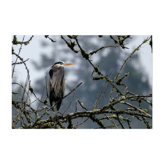 Majestic Perch - Rainier Oregon Photography Wildlife Bird Nature Woodland Foggy Scenic Moody Unframed Wall Art Print 32 x 48 inches