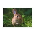 thumbnail image 1 of Majestic Rabbit Art Majestic Rabbit Print Animal Wall Art Wildlife Canvas Prints Wall Art Ready to Hang Unframed, 1 of 18
