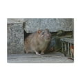 thumbnail image 1 of Majestic Rat Art Majestic Rat Print Animal Wall Art Wildlife Canvas Prints Wall Art Ready to Hang Unframed, 1 of 18