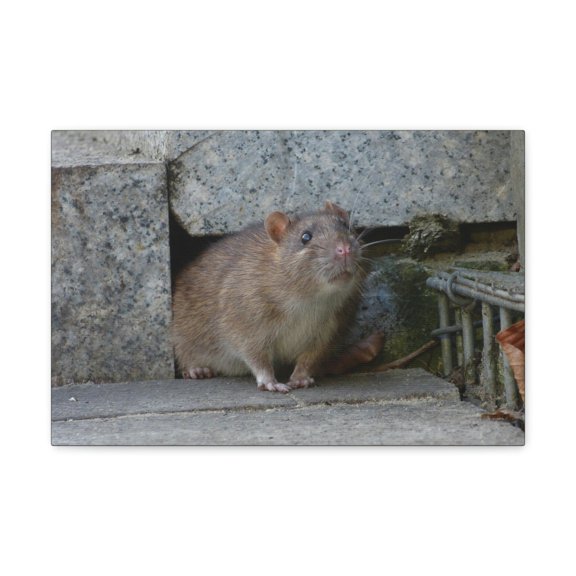 Majestic Rat Art Majestic Rat Print Animal Wall Art Wildlife Canvas Prints Wall Art Ready to Hang Unframed