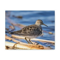 Majestic Sandpiper at the Edge of a Pond Print Animal Wall Art Wildlife Canvas Prints Wall Art Ready to Hang Unframed